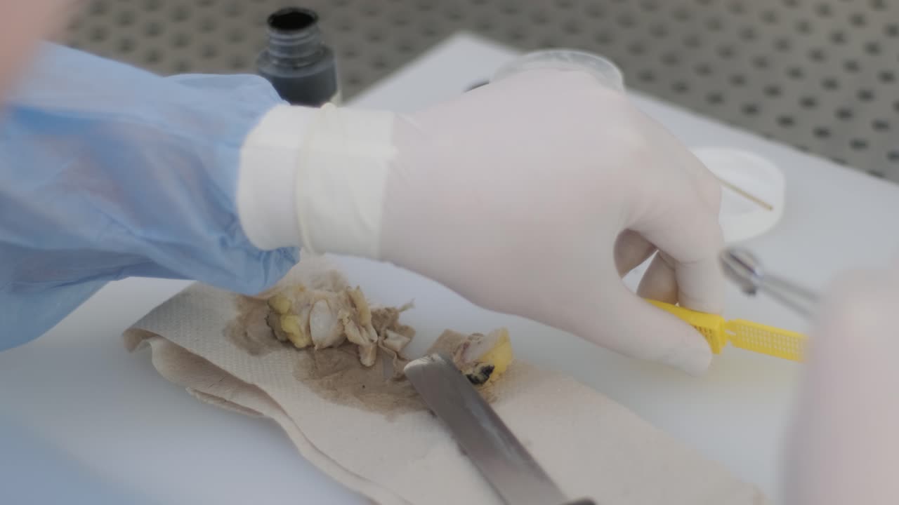 el asistente de laboratorio lleva a cabo un examen histológico, microtomía. la sección del microtomo rotativo para el diagnóstico de la patología hace una diapositiva de microscopio histológico. encerado de una muestra de tejido.