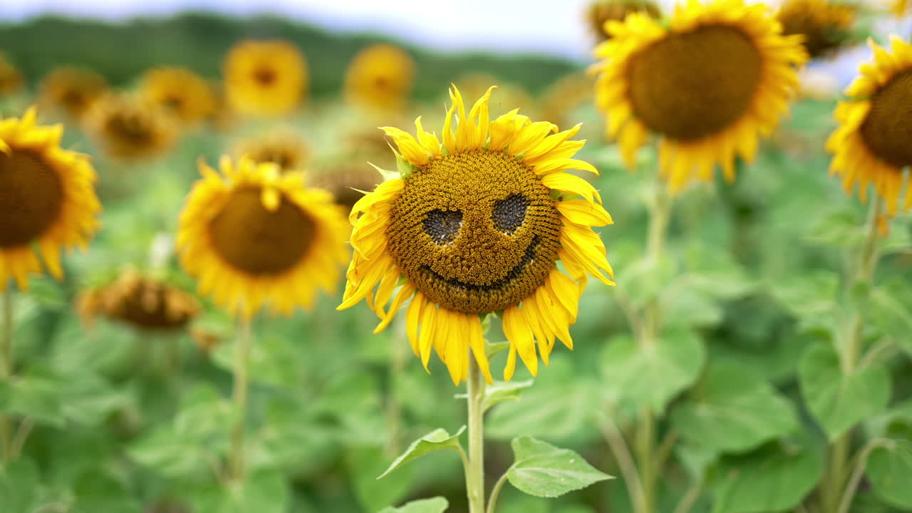 Scary face made from a sunflower with fading petals. Close up. Multiple flowers at backdrop in blur.