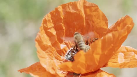 honey bee on orange poppy flower collecting nectar pollen on spring sunny day