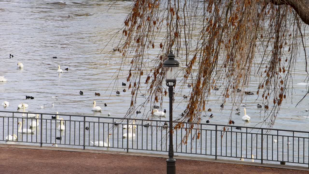 Swans gathering by waterfront in Stockholm, with willow branches and street lamp