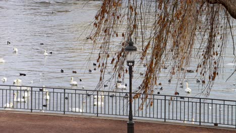 Schwäne-Versammeln-Sich-Am-Hafen-In-Stockholm,-Mit-Weidenzweigen-Und-Straßenlaterne