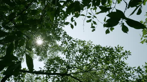 a beautiful foliage with a light breeze on sunlight star