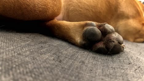 Close-up-on-the-dog's-paw,-small-dog-lying-on-the-couch-with-his-paw-stretched-out,-small-french-bulldog-laying-on-sofa