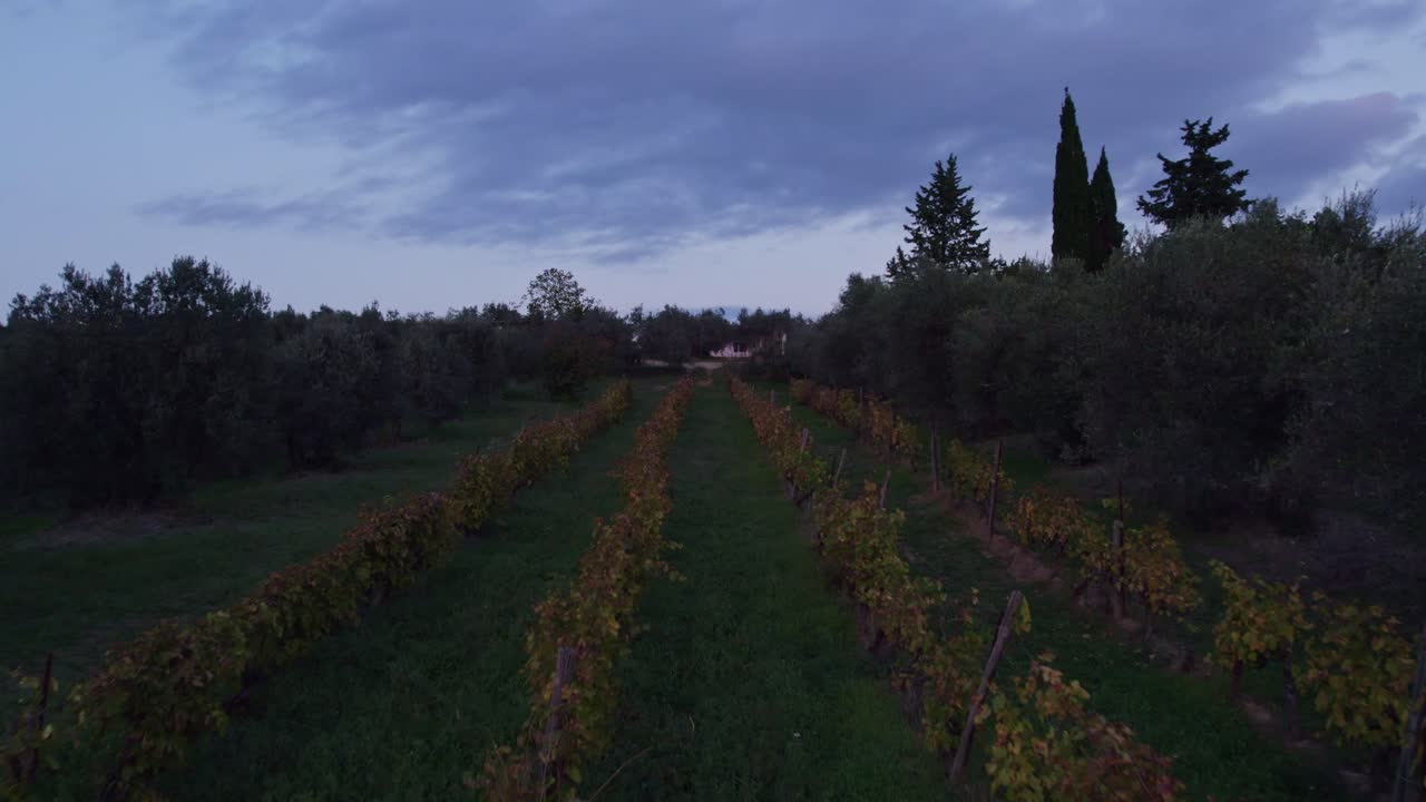 Campeggio in vigneto con ulivi al tramonto a Grosseto, Italia
