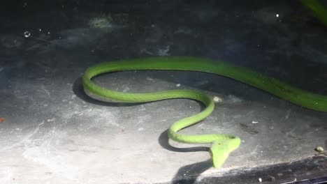 Footage-of-a-green-viper-moving-around-in-a-glass-cage