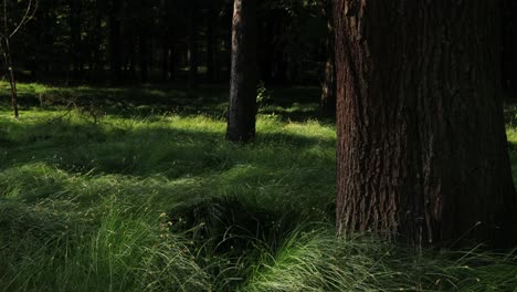 Ein-Faszinierender-Zeitraffer,-Der-Einen-Baum-Einfängt,-Der-Von-Grünem-Gras-Umgeben-Ist-Und-Sich-Im-Starken-Wind-Wiegt