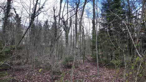 Observar-El-Exuberante-Follaje-De-Un-Bosque-De-Baja-Altitud-En-Suiza,-Capturando-La-Esencia-De-La-Biodiversidad-Y-La-Abundancia-Natural.