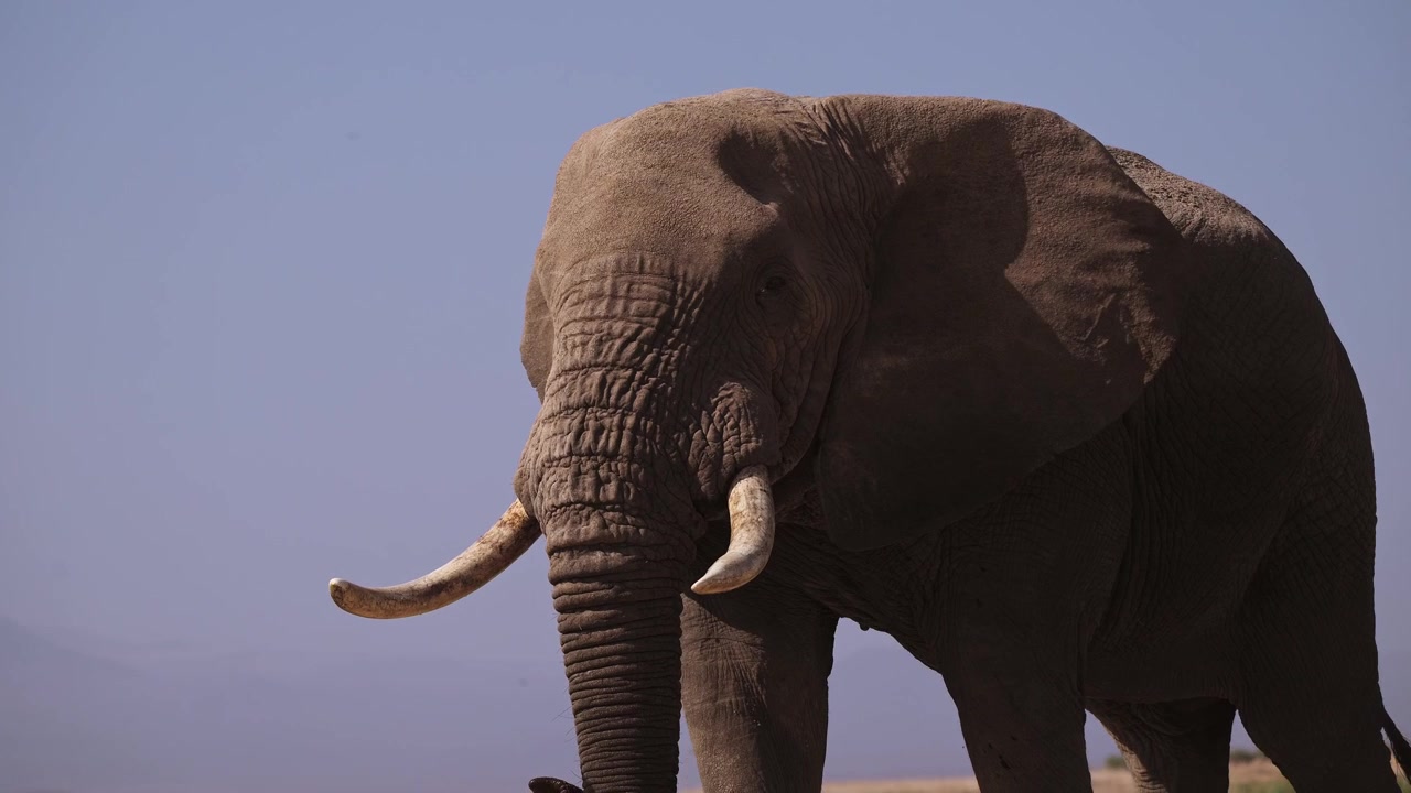 Filmisk slowmotion: Nærbillede af en stor afrikansk tyrelefant i Amboseli Nationalpark, Kenya. Portræt af hoved og ansigt på en solrig dag med blå himmel under en afrikansk vildtsafari.