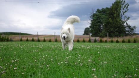 un disparo estático divertido de un perro blanco samoyed corriendo con una pelota hacia la cámara en cámara lenta en el césped verde
