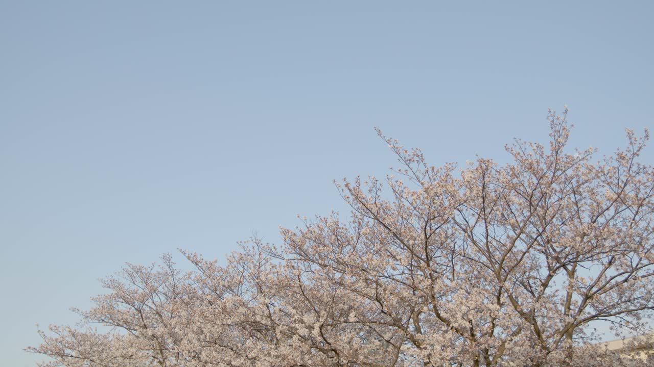 요코하마 최고의 벚꽃