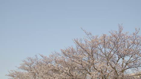 best cherry blossom in yokohama