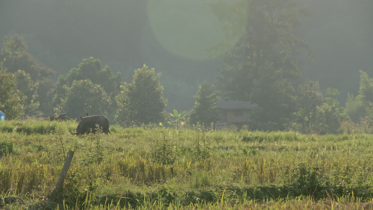 Water Buffalo in a Misty Rice Paddy