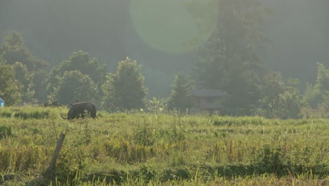 Water Buffalo in a Misty Rice Paddy