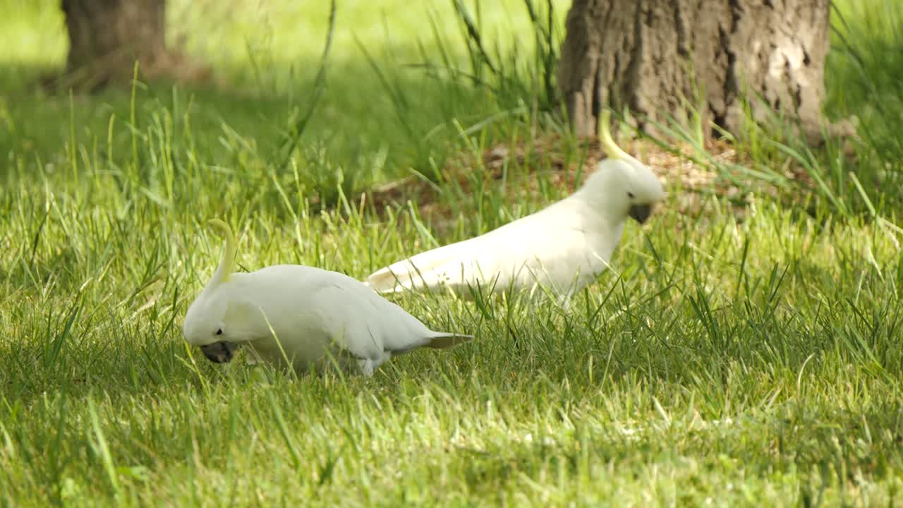 Cockatoos eating in the grass