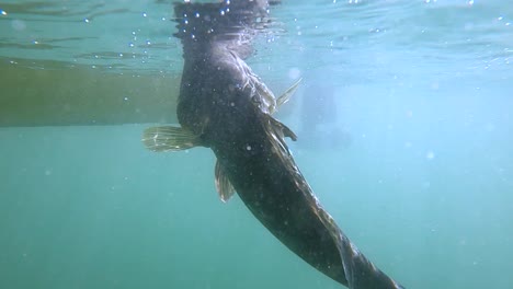 Hermosa-Lubina-Calico-Es-Arrancada-A-La-Superficie-Después-De-Atrapada-En-Un-Señuelo-De-Plantilla-Por-Un-Pescador-Experto