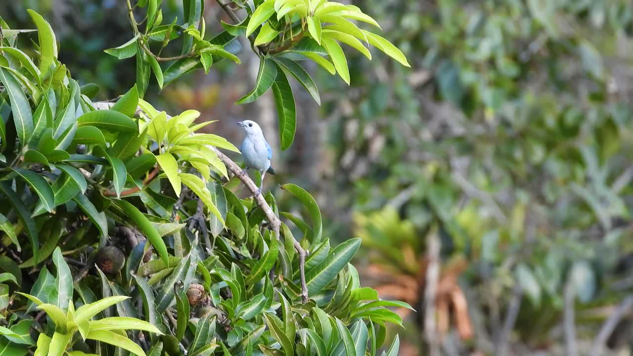 블루 그레이 타나거 (blue-grey tanger) 는 콜롬비아 라베가 (la vega) 의 화려하고 활기찬 파란색 새 중 하나입니다.