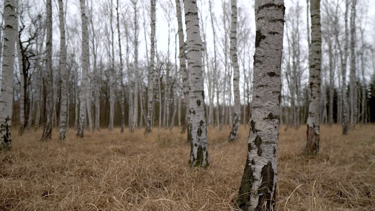 bosque de abedules con hierba amarilla larga en un día nublado, camión a la derecha