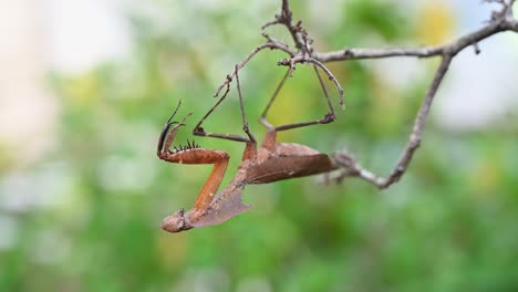 Mantis-De-Hoja-Muerta,-Deroplatys-Desiccata,-Tailandia,-Colgando-Boca-Abajo-Sobre-Una-Ramita-Seca-Desnuda-Como-Si-Estuviera-Inmóvil-Y-Luego-Gira-La-Cabeza-Hacia-Las-Patas-Delanteras-Y-Se-Balancea-Un-Poco