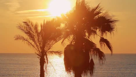 Palme-Im-Hintergrund,-Abendsonnenuntergang-Am-Meer.-Landschaft-Verlässt-Palme