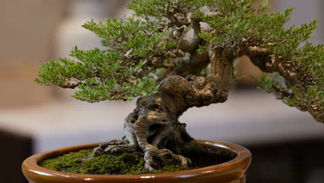 close-up of a bonsai tree