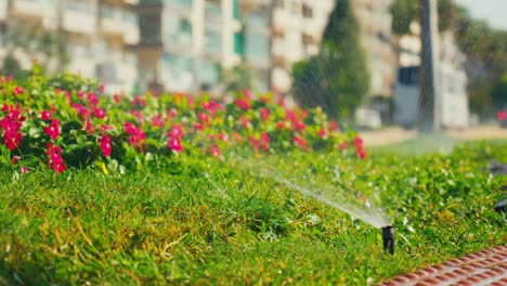 video shows the watering of flowers in the city center