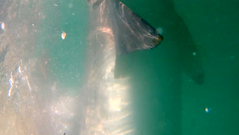 a great white shark is baited to swim close to the boat - vertical orientation