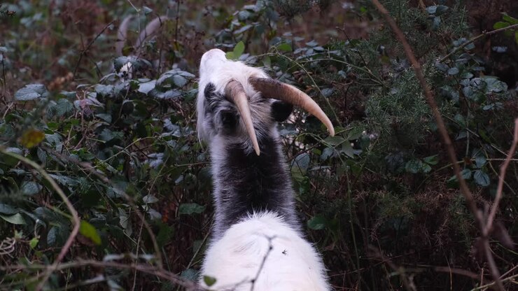Capra dal pelo bianco con grandi corna che mangia foglie verdi da rovi e fitta vegetazione in un bosco nella campagna rurale inglese a Cheddar Gorge sulle Mendip Hills, in Inghilterra