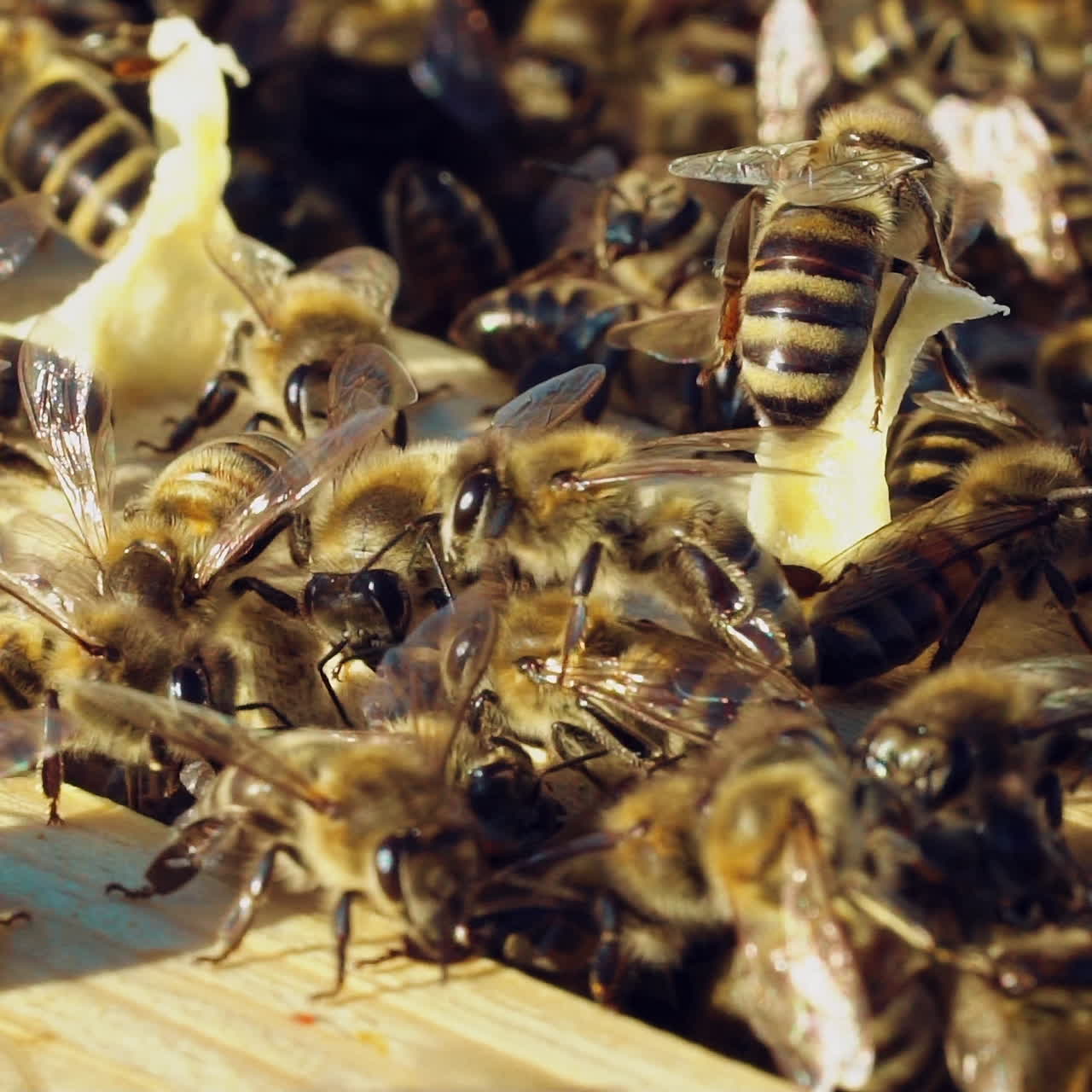 Close-up of honey bees. Frames of a beehive. Bees turn nectar into honey.