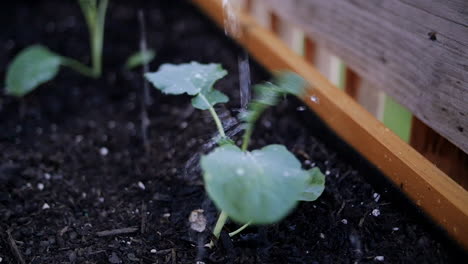 water pouring onto small plant