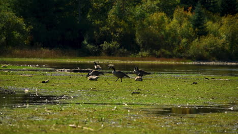 Canadian-goose-walking-across-marsh-wetlands-with-other-geese-60fps