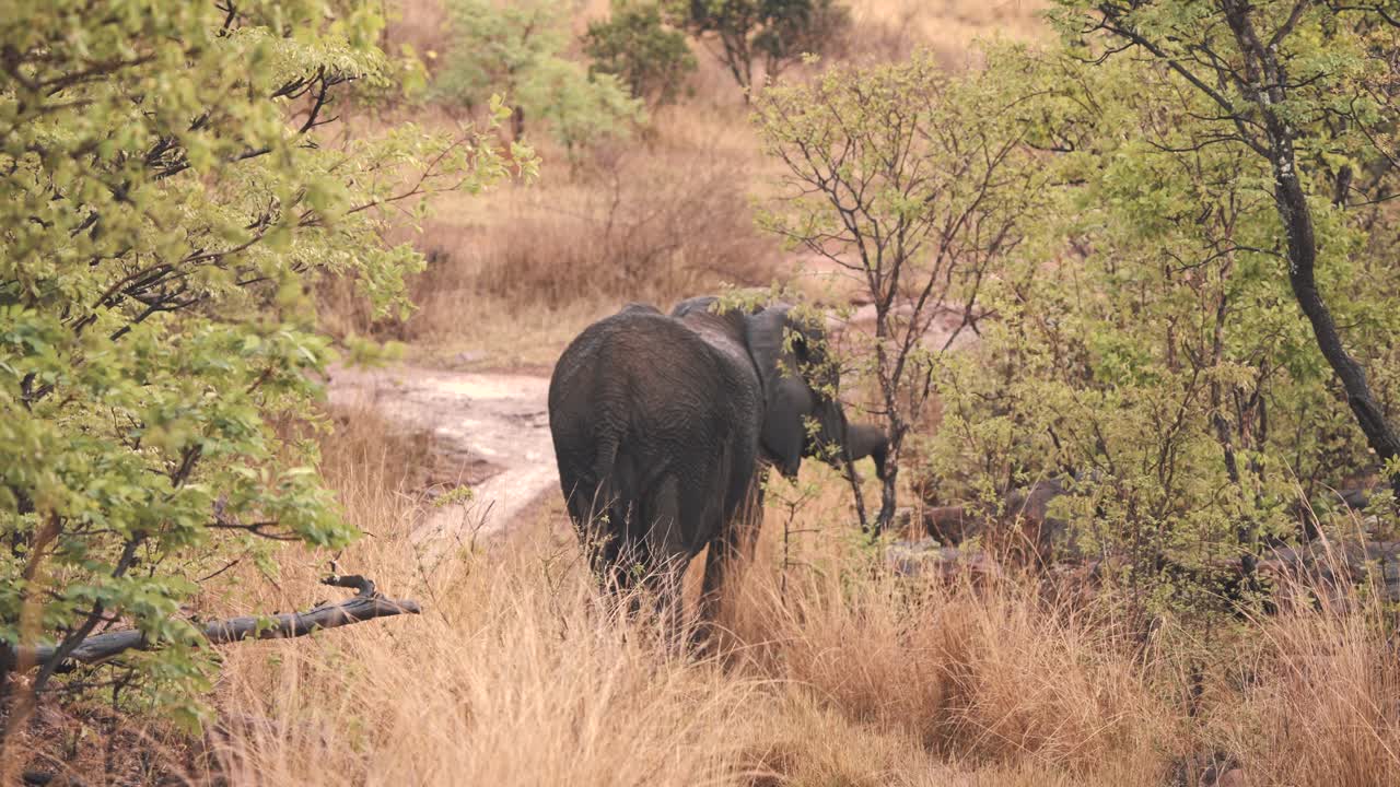 elefante africano comiendo hojas de árboles de sabana con su trompa