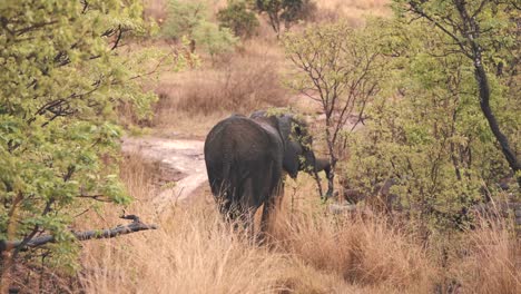 African-elephant-eating-leaves-off-savannah-trees-with-its-trunk