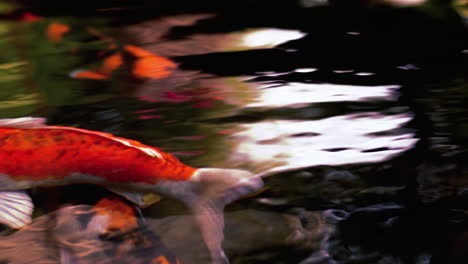 A-colorful-variety-of-ornamental-Koi-Carp-fishes-or-Kohaku-is-one-of-the-gosanke,-the-‘Big-Three’,-consisting-of-Kohaku,-Sanke,-and-Showa,-swimming-gracefully-in-outdoor-tranquil-koi-pond