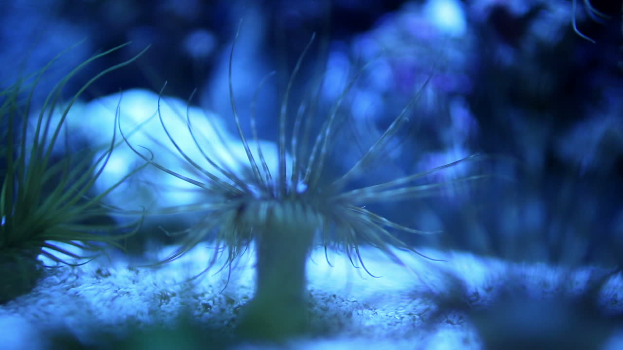 acuario de valencia 14