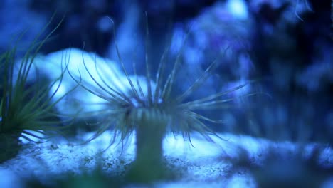 acuario de valencia 14