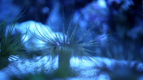 acquario di valencia 14