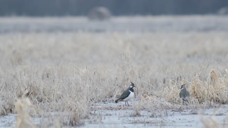 A-flock-of-lapwings-on-frozen-flooded-meadow-in-early-spring-migration-mating-season