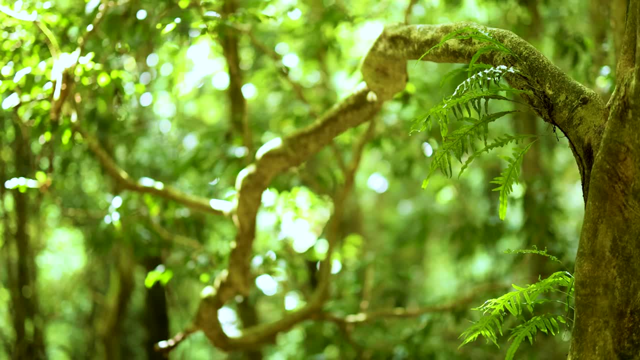 Lush green forest with sunlight filtering through dense foliage, showcasing natural tranquility and vibrant plant life in Dorrigo, NSW