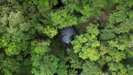 ascendiendo alto por encima de un sumidero natural oculto de la vista por un denso dosel de bosque tropical