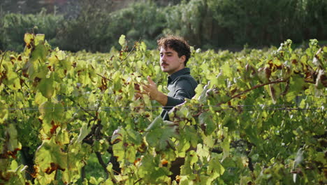 young man walk vineyard control vine quality vertical. winegrower touch leaves