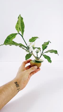 kiwi fruit flower arrangement in hand