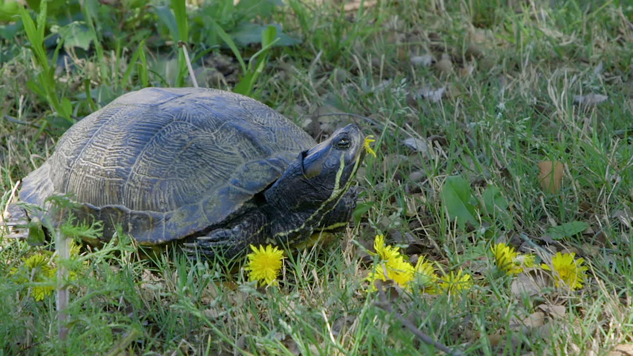 vista muy cercana de la tortuga deslizante adulta común de vientre amarillo con una flor de diente de león en la boca