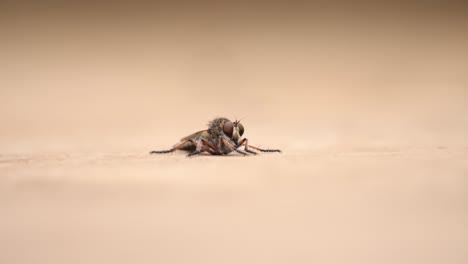 static macro with short depth of field: robber fly on tan surface