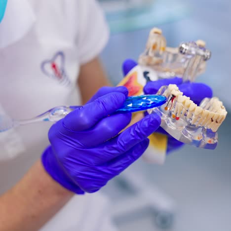 dentist consulting in dental clinic. doctor showing jaw model in dental clinic