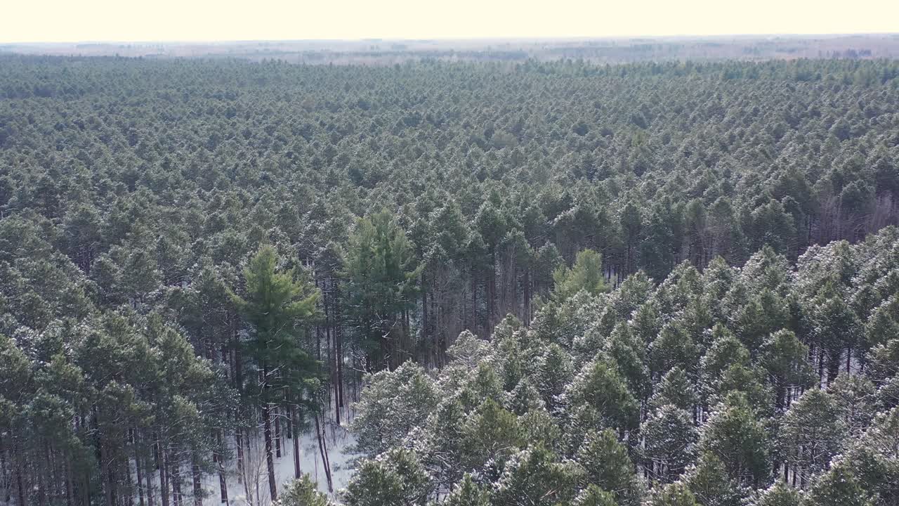 Droonivideoita puista – luonto talvella.