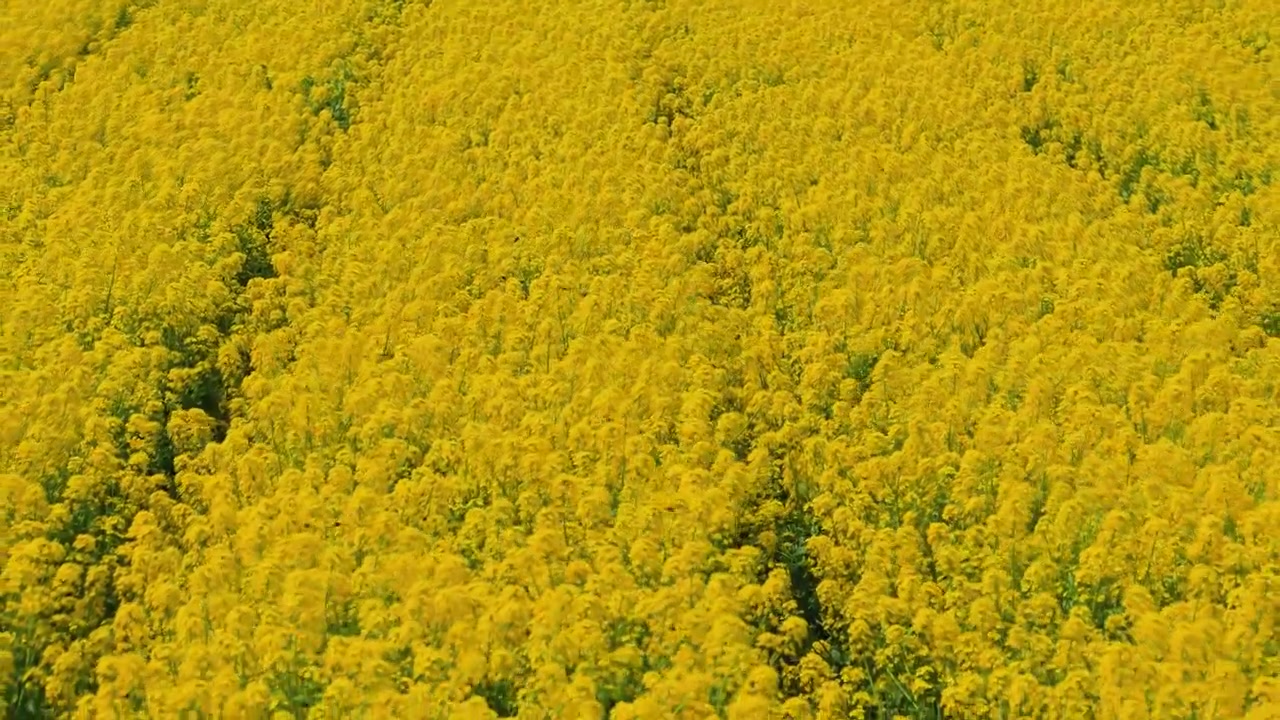 Tætblomstrende rapsblomster fylder en levende landbrugsmark i Kameoka, med en fuld baggrund af svajende planter og summende bier.