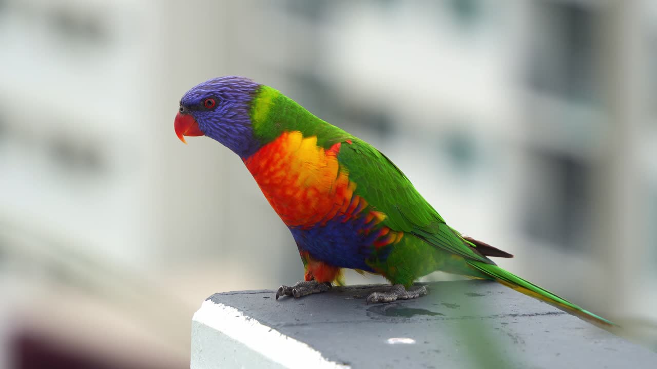 Close up shot of a curious Rainbow lorikeet (Trichoglossus moluccanus) perched on the apartment rooftop in an urban setting, surveying the surroundings.