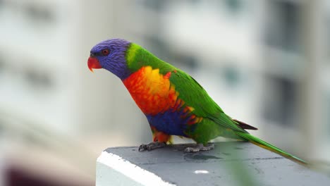 close up shot of a curious rainbow lorikeet (trichoglossus moluccanus) perched on the apartment rooftop in an urban setting, surveying the surroundings.