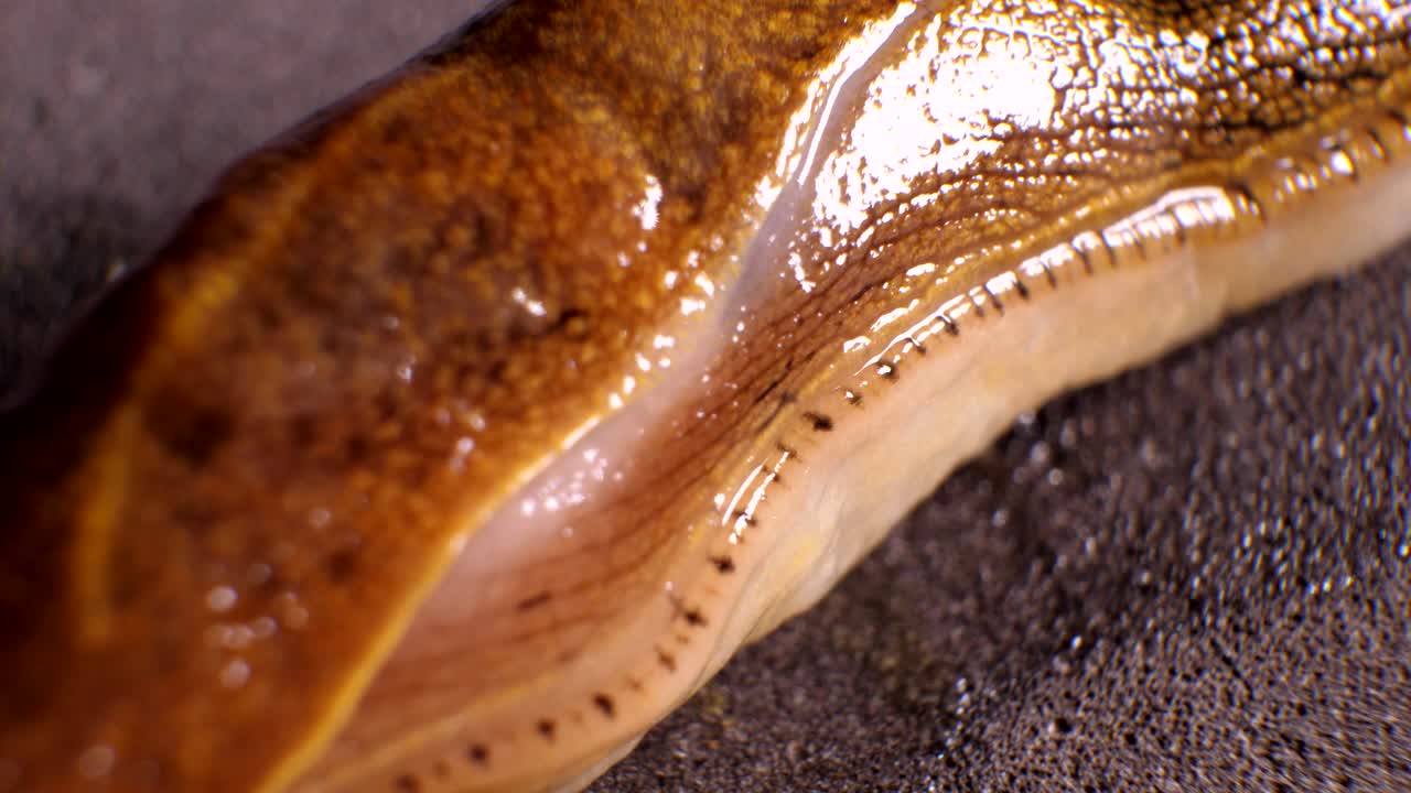 매크로 을 는 달이