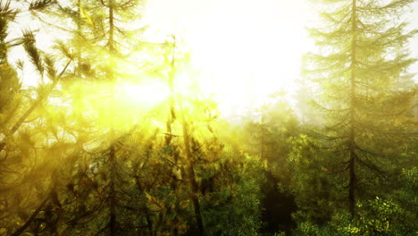 sunlight filtering through tall trees in a peaceful forest setting